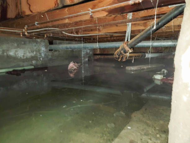 Best Sewage cleanup and water damage restoration  in Ampere North, NJ